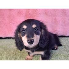 ♀︎ミニチュアダックスフンド(ロングヘアード)