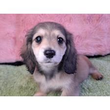 ♀︎ミニチュアダックスフンド(ロングヘアード)