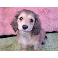 ♀︎ミニチュアダックスフンド(ロングヘアード)