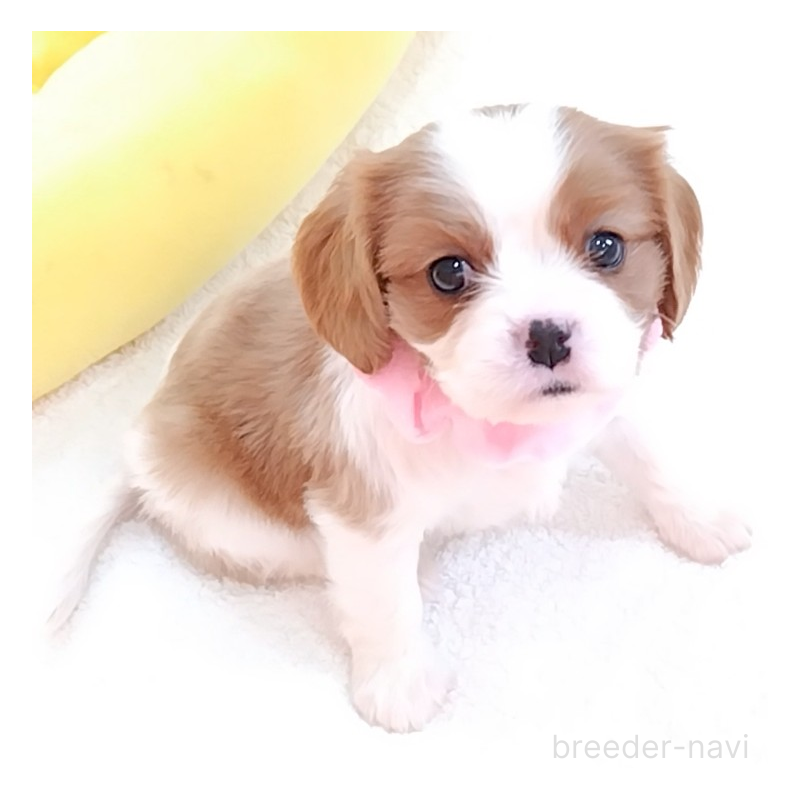 販売中の神奈川県のキャバリアキングチャールズスパニエル-456131の13枚目