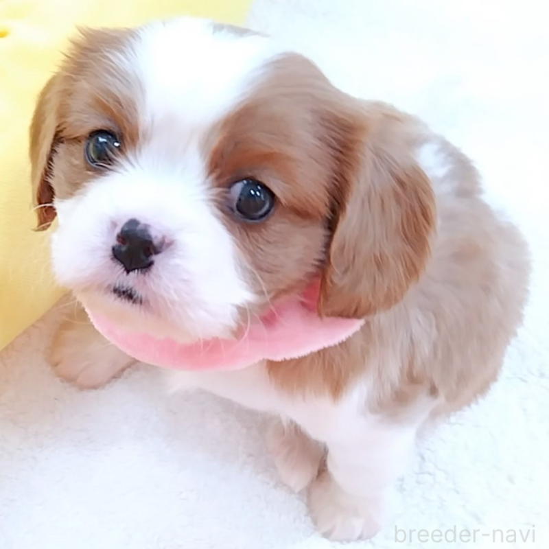 販売中の神奈川県のキャバリアキングチャールズスパニエル-456131の12枚目