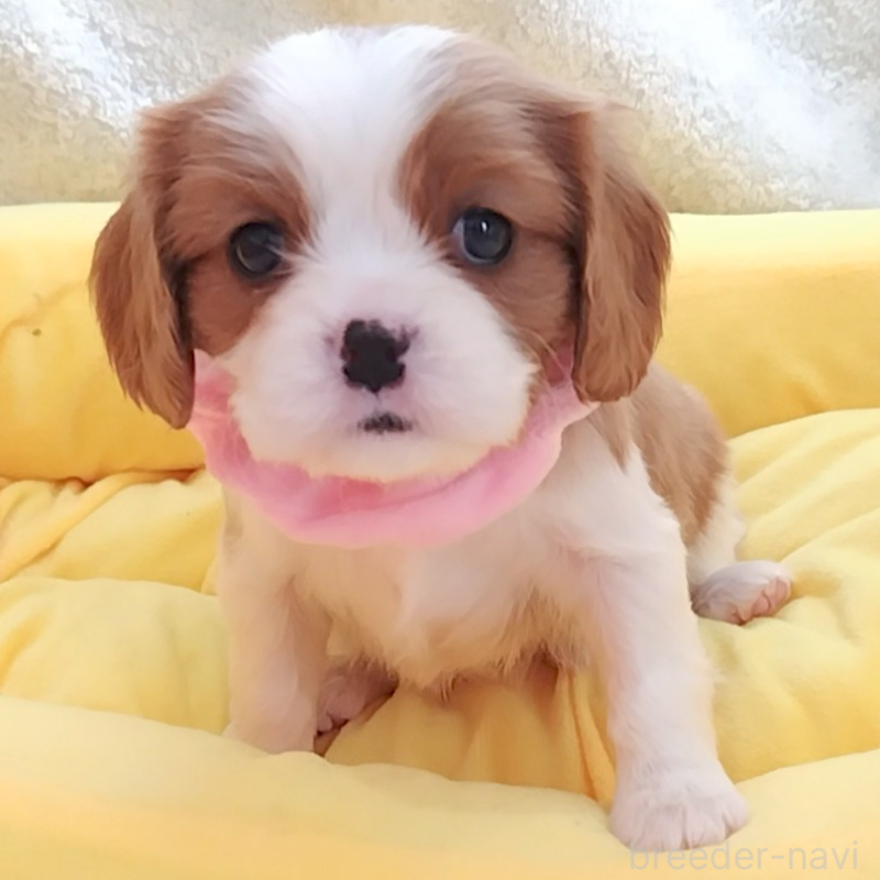 販売中の神奈川県のキャバリアキングチャールズスパニエル-456131の11枚目