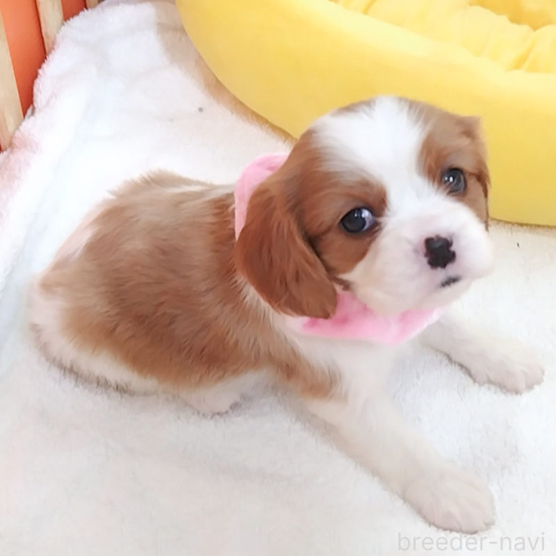販売中の神奈川県のキャバリアキングチャールズスパニエル-456131の10枚目