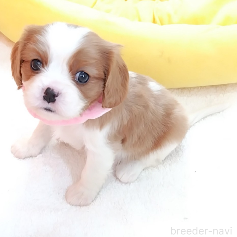 販売中の神奈川県のキャバリアキングチャールズスパニエル-456131の9枚目