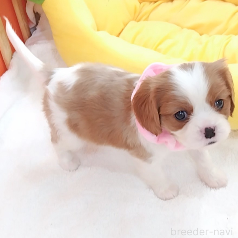 販売中の神奈川県のキャバリアキングチャールズスパニエル-456131の8枚目