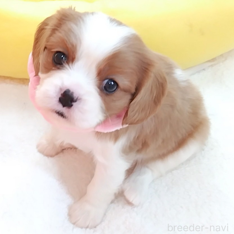 販売中の神奈川県のキャバリアキングチャールズスパニエル-456131の7枚目