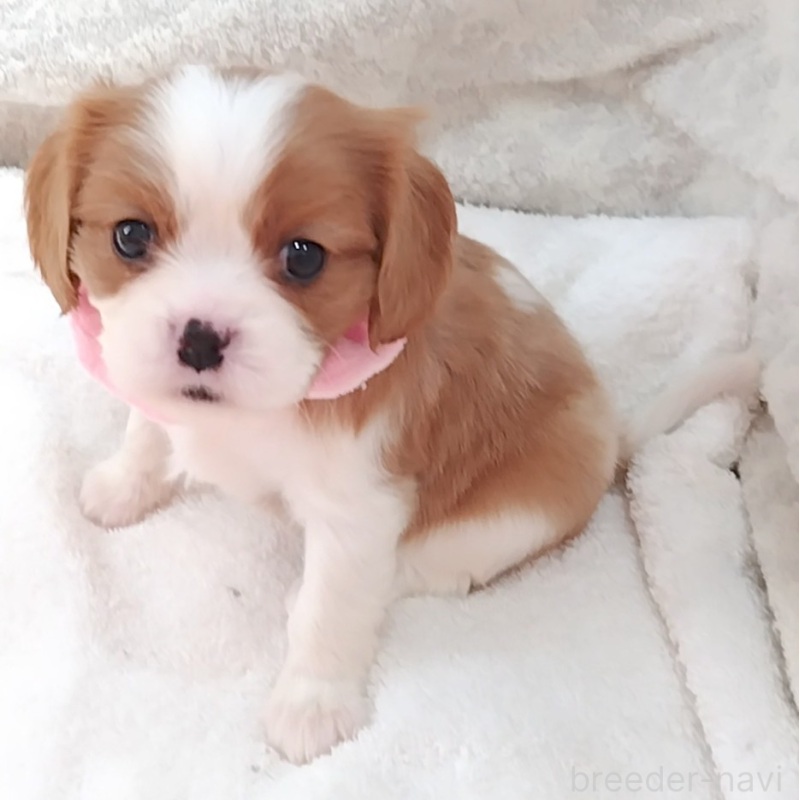 販売中の神奈川県のキャバリアキングチャールズスパニエル-456131の6枚目