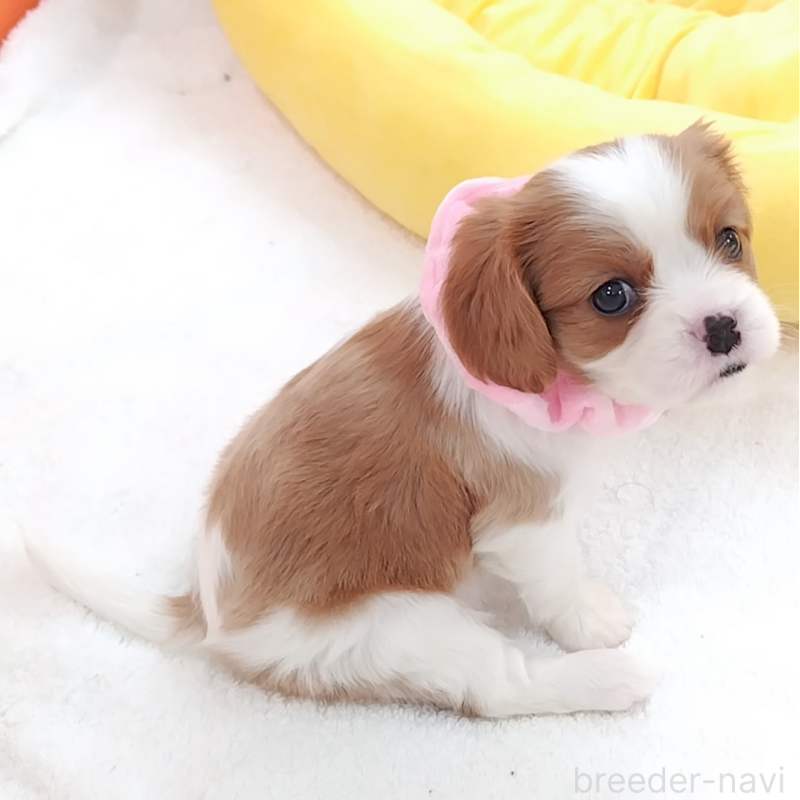 販売中の神奈川県のキャバリアキングチャールズスパニエル-456131の5枚目