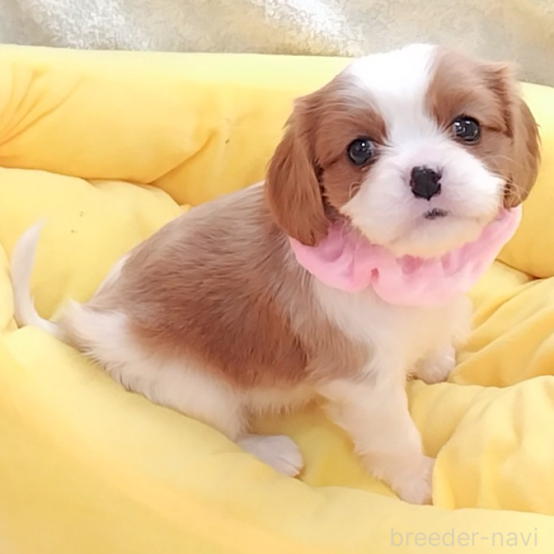 販売中の神奈川県のキャバリアキングチャールズスパニエル-456131の4枚目
