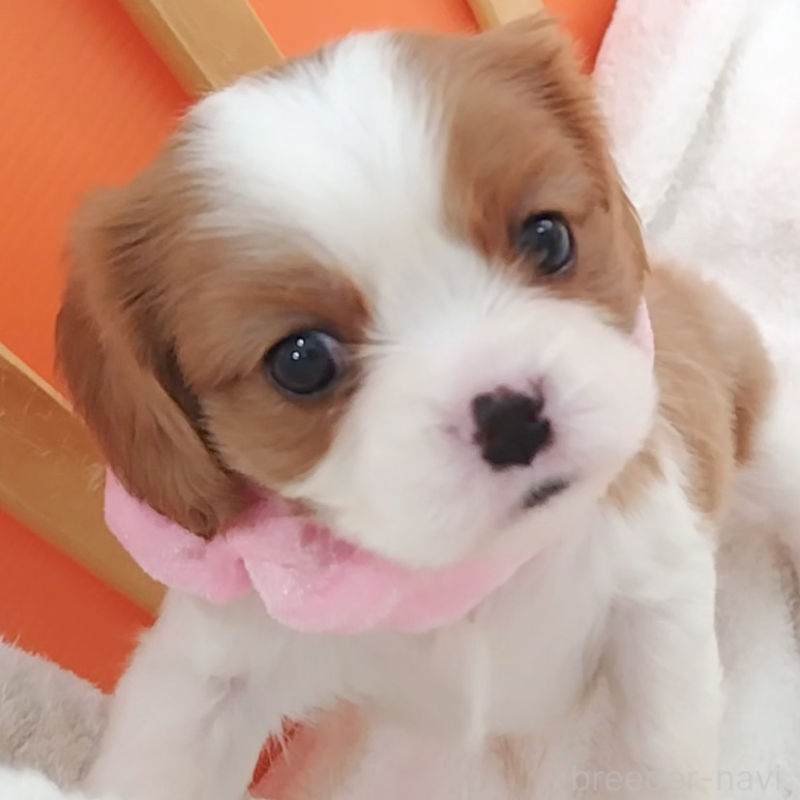 販売中の神奈川県のキャバリアキングチャールズスパニエル-456131の3枚目