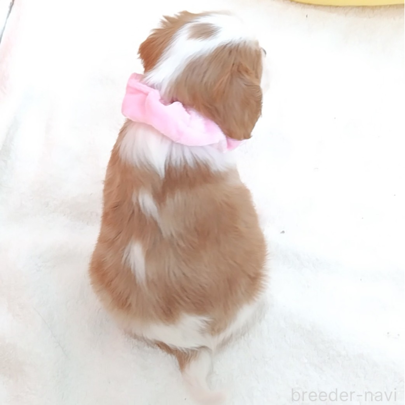 販売中の神奈川県のキャバリアキングチャールズスパニエル-456131の2枚目