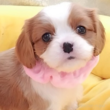 ♀︎キャバリアキングチャールズスパニエル