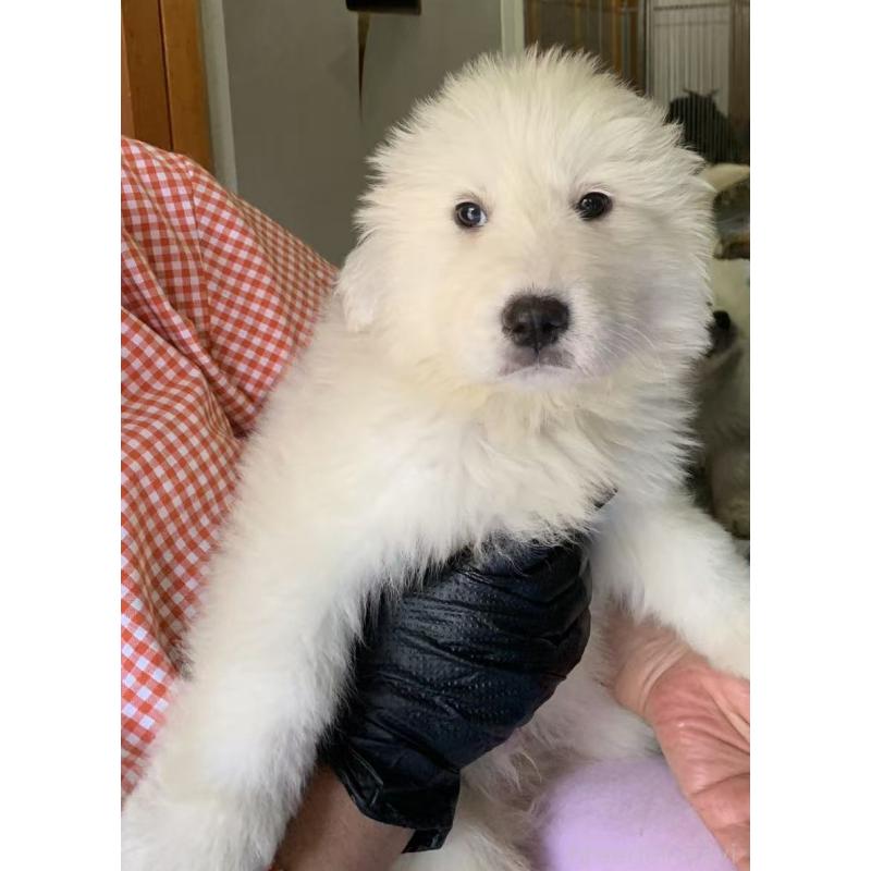 販売中の愛知県のグレートピレニーズ-455843の5枚目