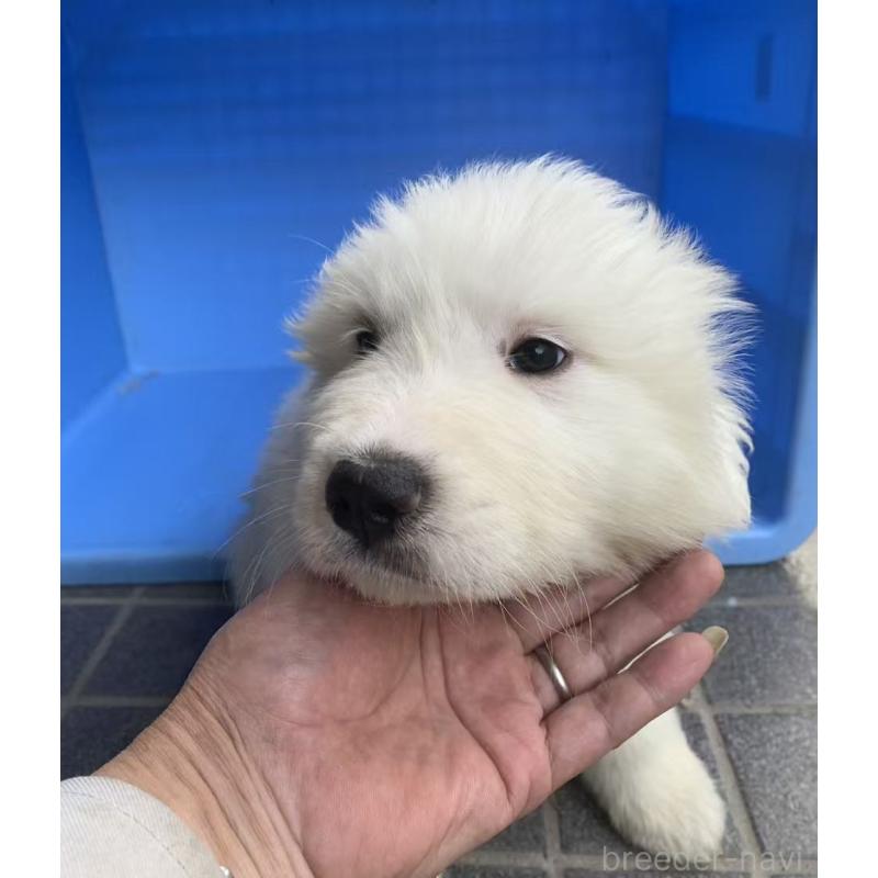 販売中の愛知県のグレートピレニーズ-455843の4枚目