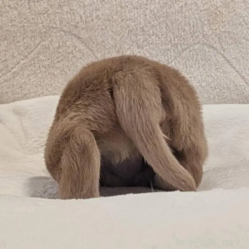 販売中の岡山県のゴールデンレトリーバー-455844の4枚目