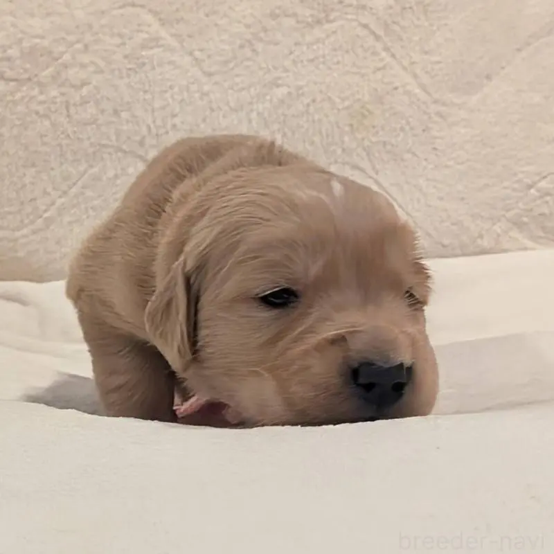 販売中の岡山県のゴールデンレトリーバー-455844の3枚目