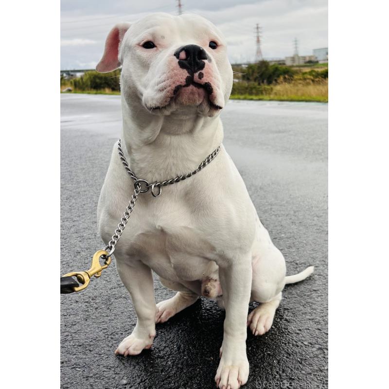 販売中の神奈川県のアメリカンピットブルテリア-392579