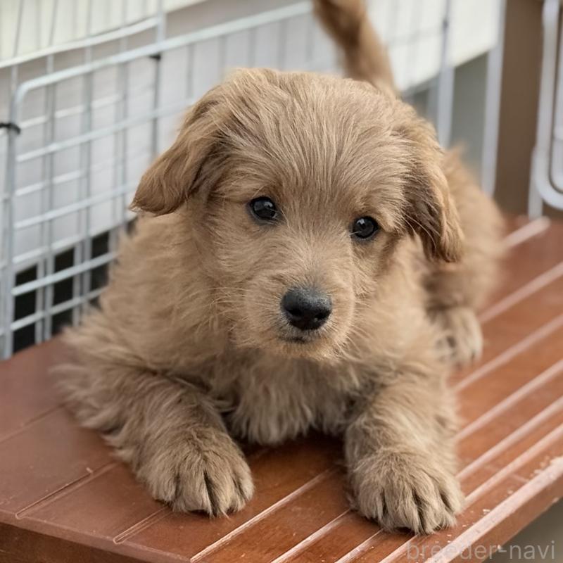 販売中の埼玉県のゴールデンドゥードル:ゴールデンレトリーバー×プードル-448318