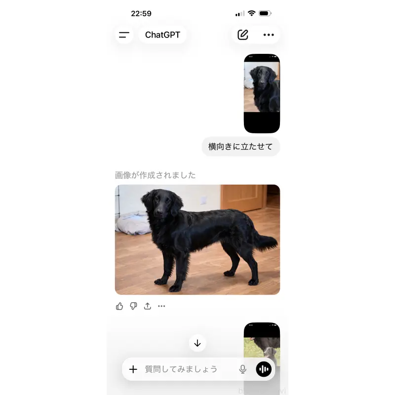 ココロちゃん2枚目