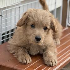 ♀︎ゴールデンドゥードル:ゴールデンレトリーバー×プードル