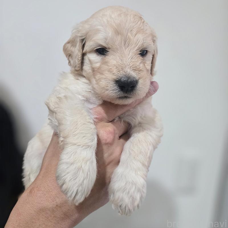 販売中の石川県のゴールデンドゥードル:ゴールデンレトリーバー×プードル-452591