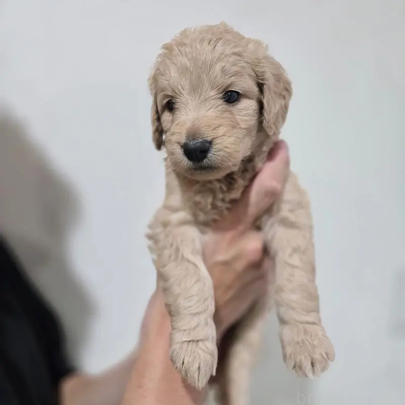 販売中の石川県のゴールデンドゥードル:ゴールデンレトリーバー×プードル-455845の6枚目