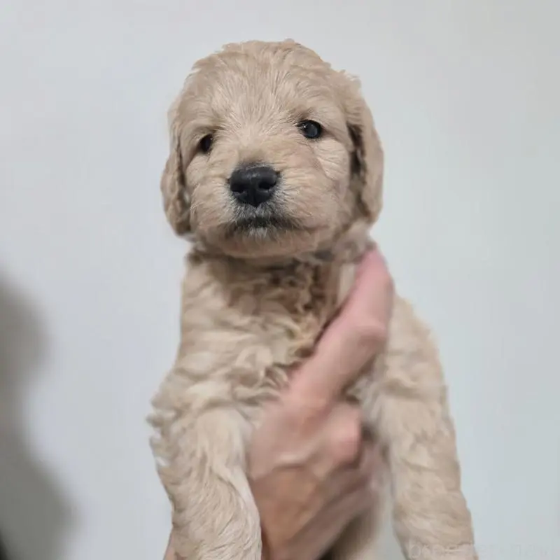 販売中の石川県のゴールデンドゥードル:ゴールデンレトリーバー×プードル-455845の5枚目