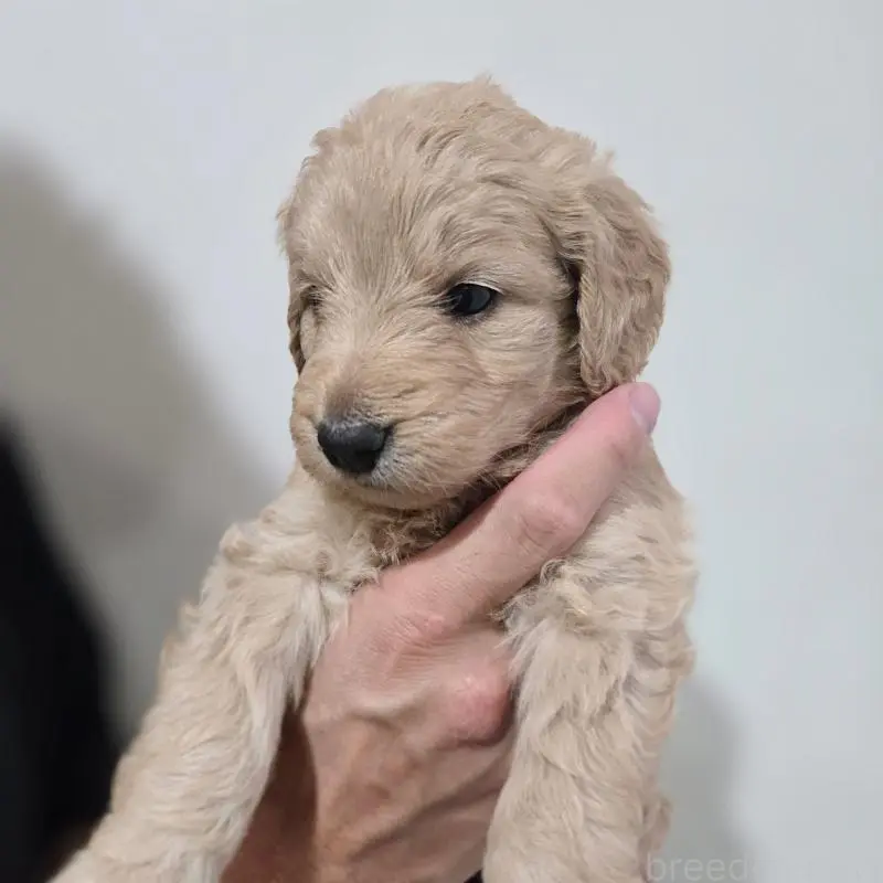 販売中の石川県のゴールデンドゥードル:ゴールデンレトリーバー×プードル-455845の4枚目