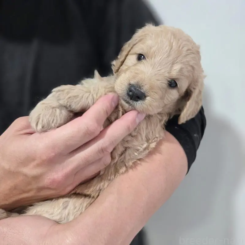 販売中の石川県のゴールデンドゥードル:ゴールデンレトリーバー×プードル-455845の3枚目