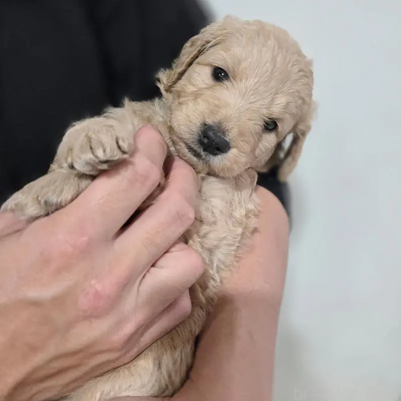 販売中の石川県のゴールデンドゥードル:ゴールデンレトリーバー×プードル-455845の2枚目