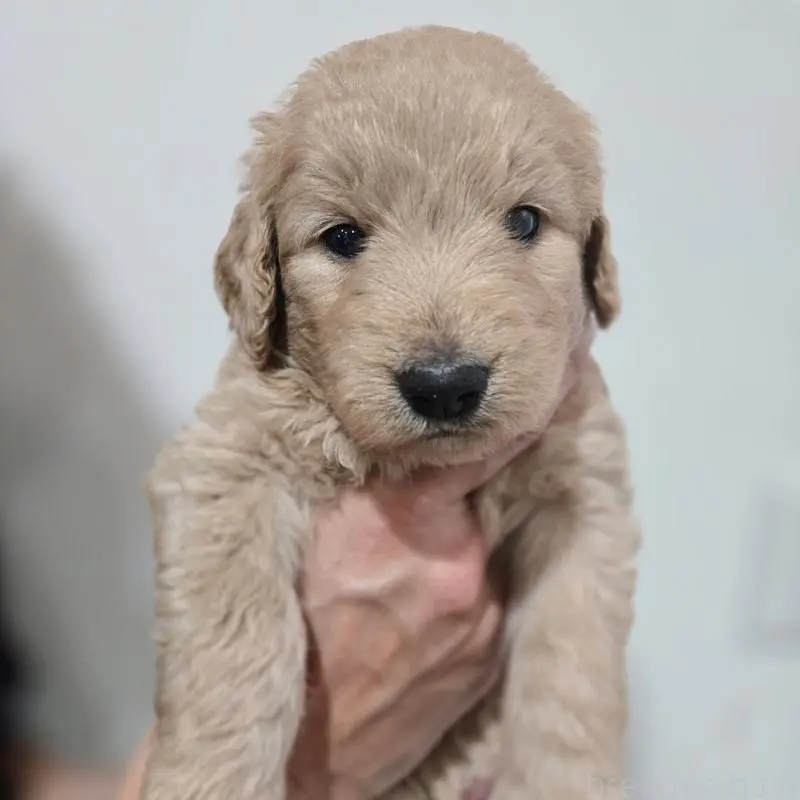 販売中の石川県のゴールデンドゥードル:ゴールデンレトリーバー×プードル-455846の6枚目