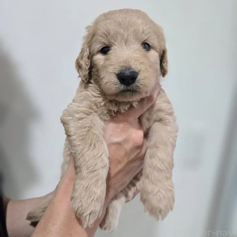 販売中の石川県のゴールデンドゥードル:ゴールデンレトリーバー×プードル-455846の5枚目