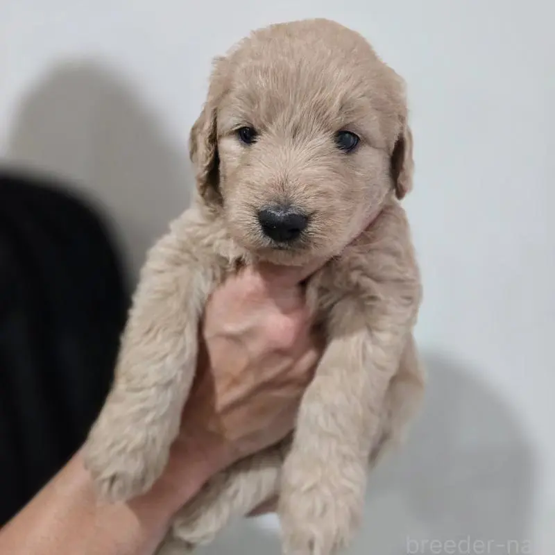 販売中の石川県のゴールデンドゥードル:ゴールデンレトリーバー×プードル-455846の4枚目