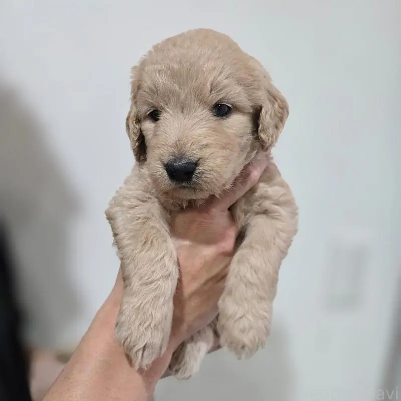 販売中の石川県のゴールデンドゥードル:ゴールデンレトリーバー×プードル-455846の3枚目