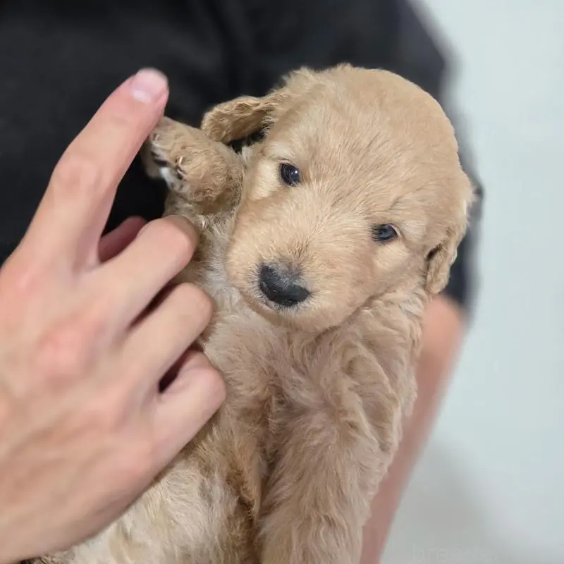 販売中の石川県のゴールデンドゥードル:ゴールデンレトリーバー×プードル-455846の2枚目