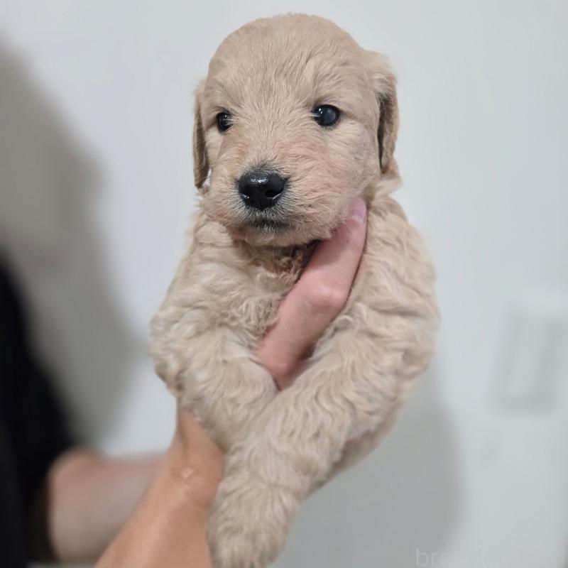 販売中の石川県のゴールデンドゥードル:ゴールデンレトリーバー×プードル-455847