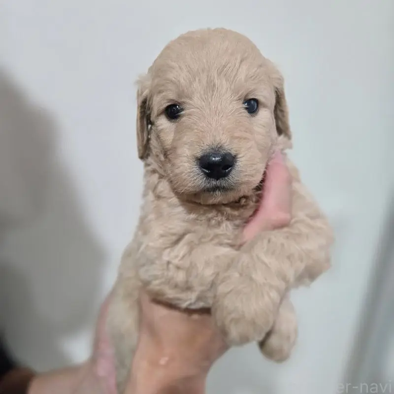 販売中の石川県のゴールデンドゥードル:ゴールデンレトリーバー×プードル-455847の6枚目