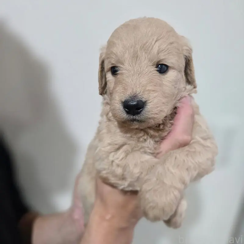 販売中の石川県のゴールデンドゥードル:ゴールデンレトリーバー×プードル-455847の5枚目