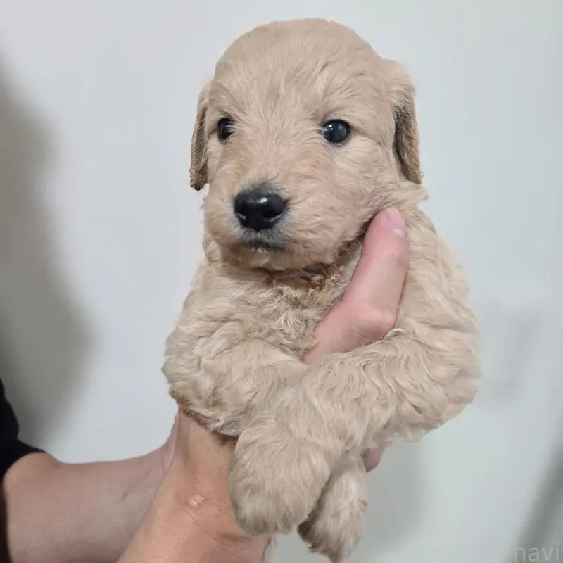 販売中の石川県のゴールデンドゥードル:ゴールデンレトリーバー×プードル-455847の4枚目