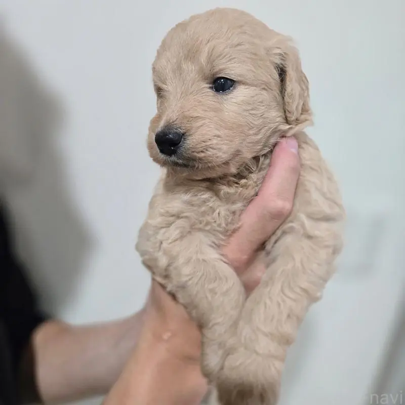 販売中の石川県のゴールデンドゥードル:ゴールデンレトリーバー×プードル-455847の3枚目