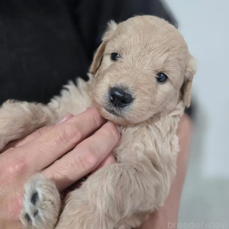 販売中の石川県のゴールデンドゥードル:ゴールデンレトリーバー×プードル-455847の2枚目