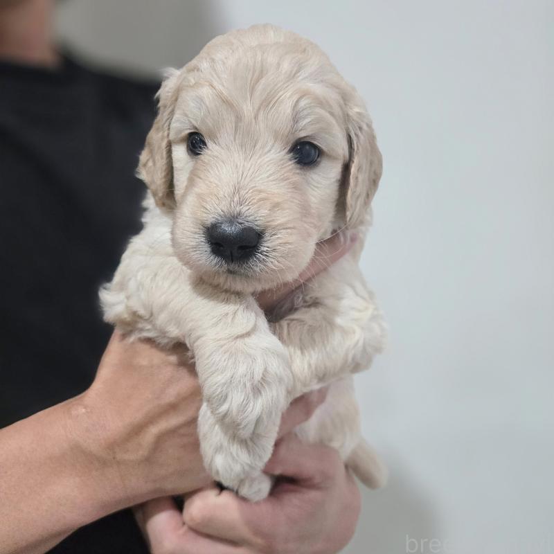 販売中の石川県のゴールデンドゥードル:ゴールデンレトリーバー×プードル-452590