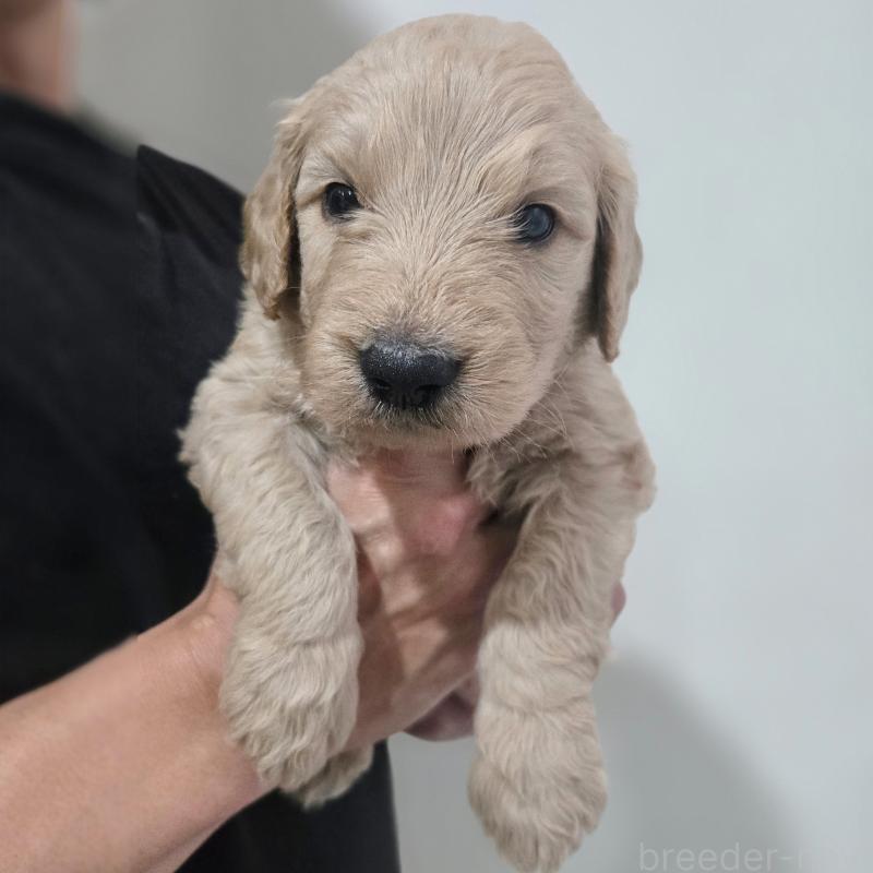 販売中の石川県のゴールデンドゥードル:ゴールデンレトリーバー×プードル-455848