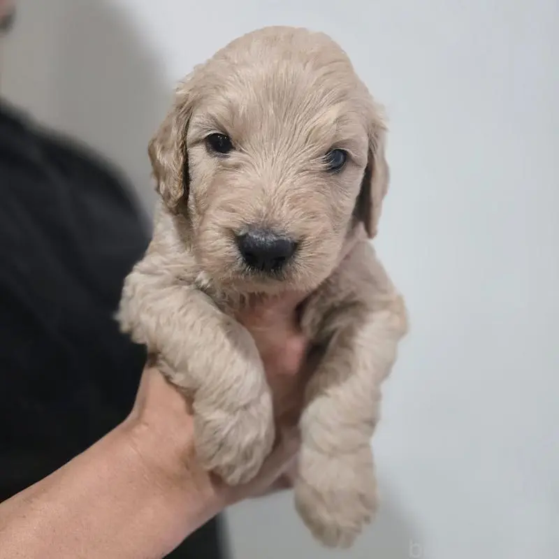 販売中の石川県のゴールデンドゥードル:ゴールデンレトリーバー×プードル-455848の6枚目