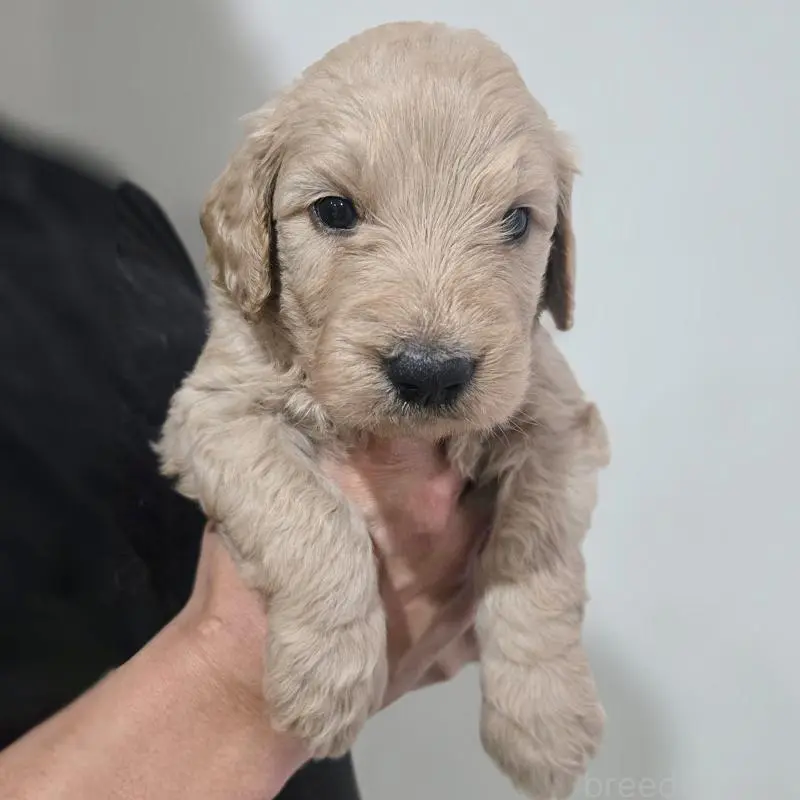 販売中の石川県のゴールデンドゥードル:ゴールデンレトリーバー×プードル-455848の5枚目