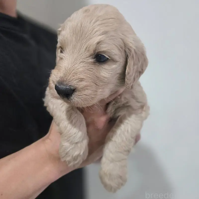 販売中の石川県のゴールデンドゥードル:ゴールデンレトリーバー×プードル-455848の4枚目