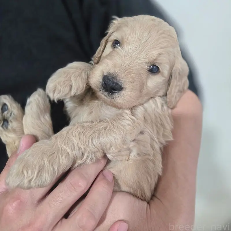 販売中の石川県のゴールデンドゥードル:ゴールデンレトリーバー×プードル-455848の3枚目