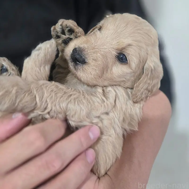 販売中の石川県のゴールデンドゥードル:ゴールデンレトリーバー×プードル-455848の2枚目