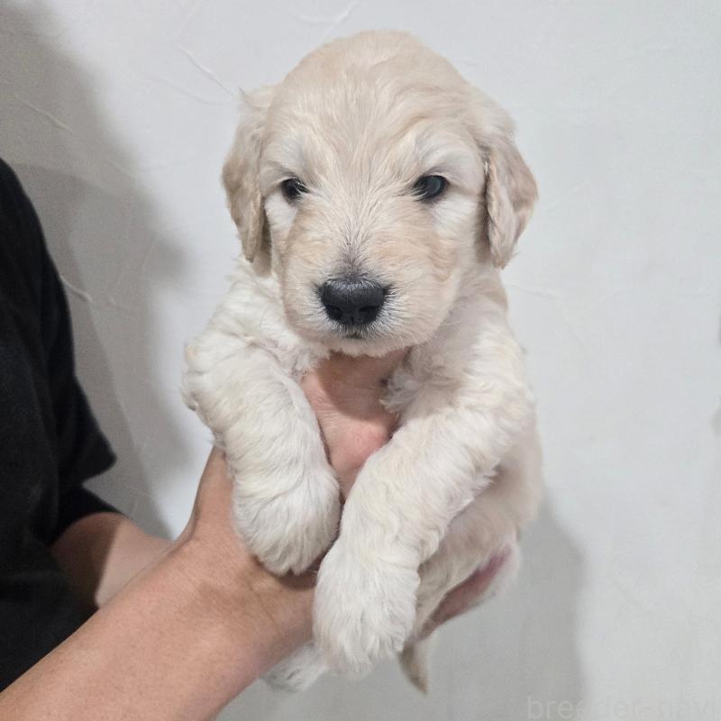 販売中の石川県のゴールデンドゥードル:ゴールデンレトリーバー×プードル-455849