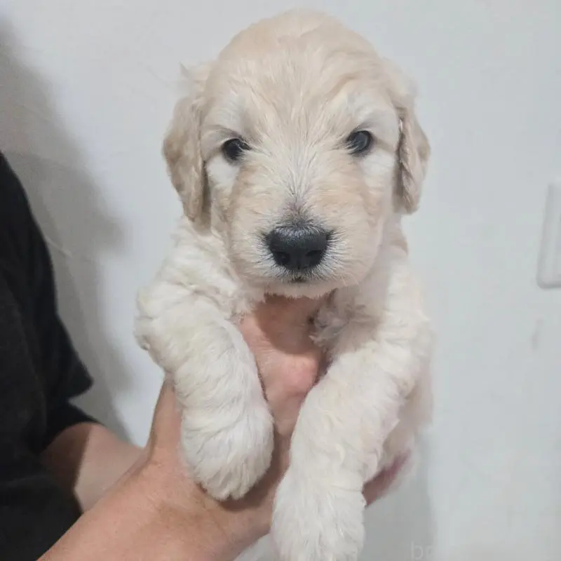 販売中の石川県のゴールデンドゥードル:ゴールデンレトリーバー×プードル-455849の5枚目